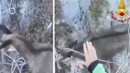 Il camoscio è bloccato da una corda sulla parete di roccia: il salvataggio spettacolare con l'elicottero