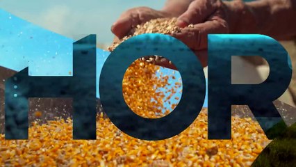 Mariana Grilli: Produção de arroz deve recuar 12% na safra 25/26