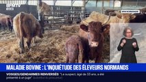 Dermatose nodulaire: les éleveurs normands s’inquiètent de potentielles contaminations après l'équarrissage de 209 carcasses de bovins dans l’Orne