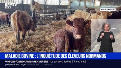 Dermatose nodulaire: les éleveurs normands s’inquiètent de potentielles contaminations après l'équarrissage de 209 carcasses de bovins dans l’Orne
