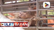 DA, nakatutok sa pagpapabilis ng hog repopulation para mapababa ang presyo ng karne ng baboy sa susunod na taon | ulat ni Vel Custodio