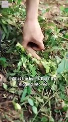 Keep Him Alive Or We All Die Full English Sub