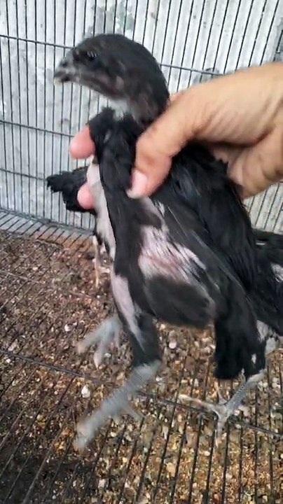 Ayam Cemani Chik