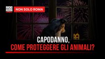 San Silvestro, l'incubo per cani e gatti come proteggere i nostri animali domestici