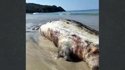 Hallan ballena muerta en Punta Pérula | CPS Noticias Puerto Vallarta
