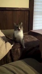 Poor cat sneezing continually. Funny movements of cats