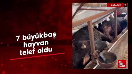 Karabük'te kar yağışı ahıl çatısını çökertti: 7 büyükbaş hayvan telef oldu