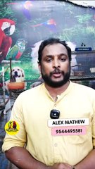 സൺ ചീക്ക് സിംഗിൾ | Sun cheeked conure single