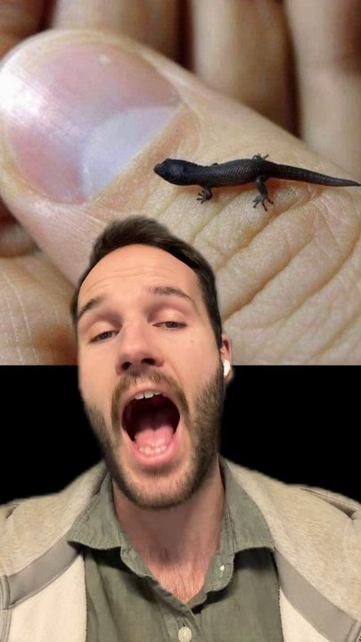 Un GECKO minuscule