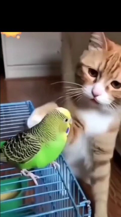 funny video's animal