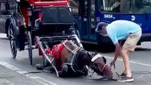 They Don't Want You To Know The Truth About Horse Carriage Business