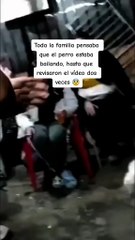 UNA MASCOTA ES HALADA POR UN ENTE INVISIBLE