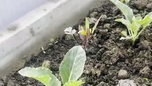 Cauliflower latest update after transplant