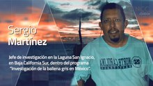 Reporte Climático 230 | Ballena gris frente al cambio climático