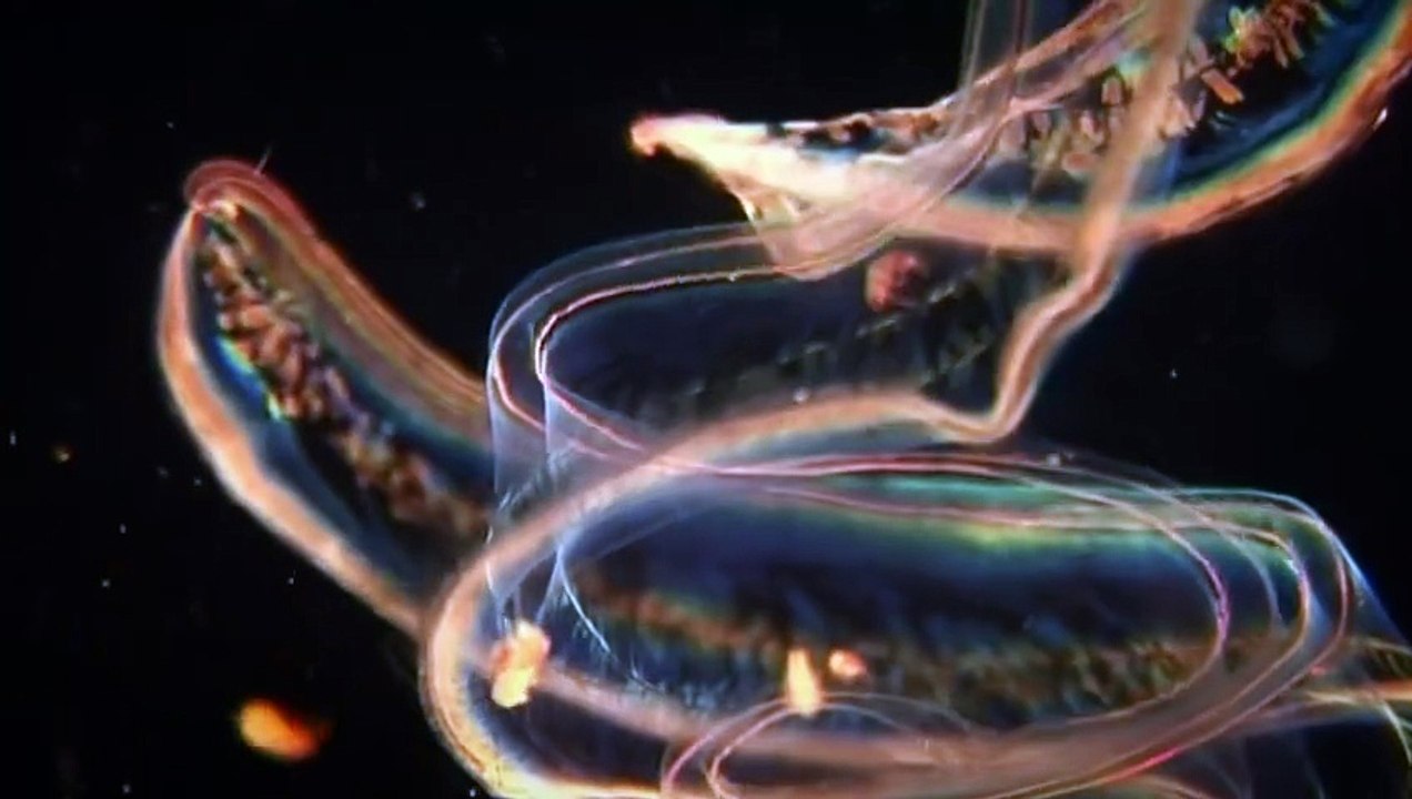 Microworlds 11of13 The Deep Sea