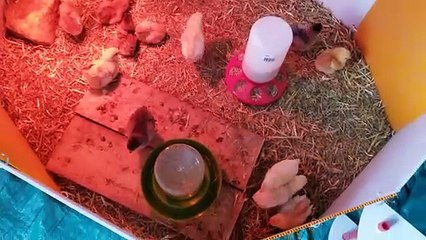 Is the hatchling digging for food, or is he digging an escape tunnel? You decide! | #SparklegleamFarm #Chicken #farm #farmanimals #cute