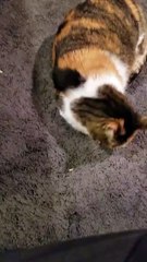 Mama cuddles with Lemongrab with Elsie also in arms reach. | #SparklegleamFarm #Elsie #Lemongrab #homestead #LadyChunkerella #cats #farmanimals #soft #cute