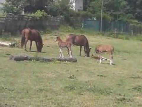 Poulains d'Ezanville