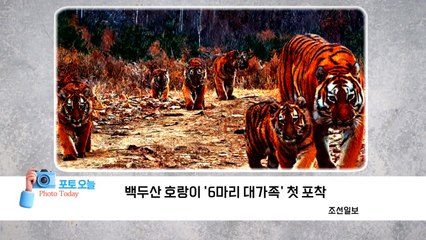 [포토오늘] 백두산 호랑이 '6마리 대가족' / YTN