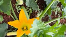 Squash flowers and bees