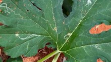 Leaf miner flies on zucchini leaves