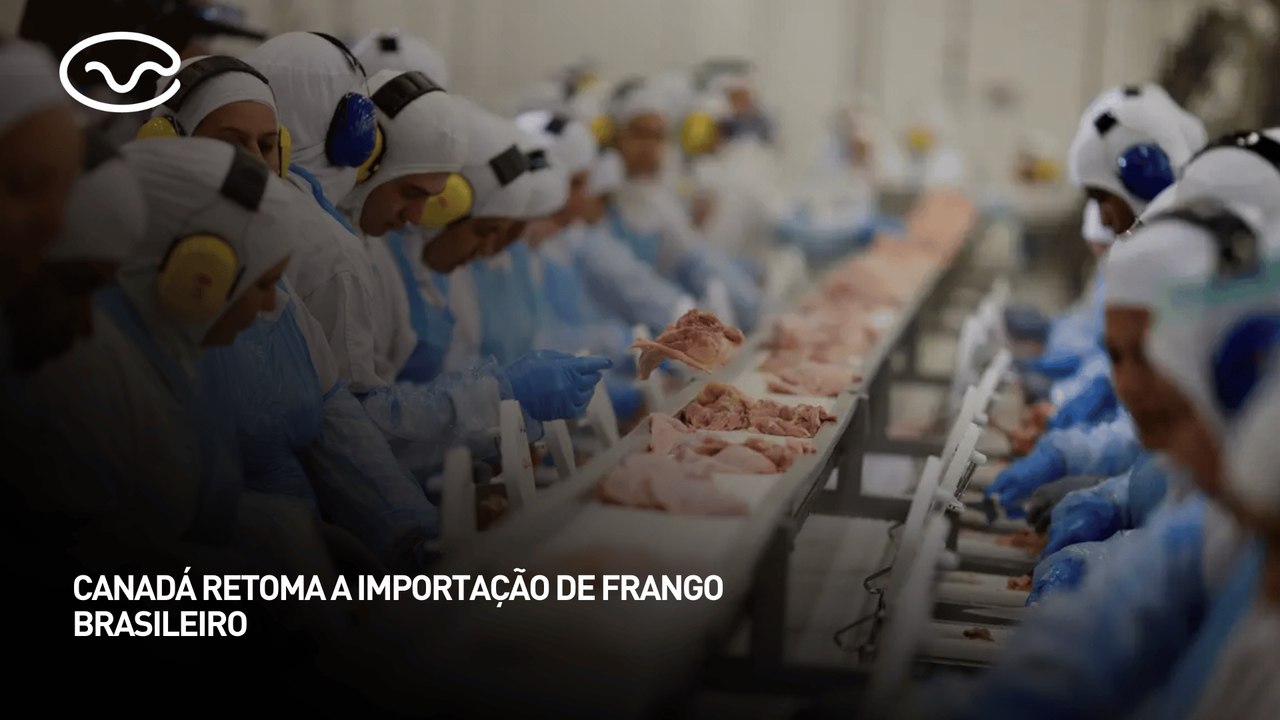 Canadá retoma a importação de frango brasileiro