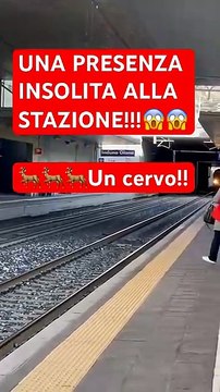 Un cervo scappa dal treno sui binari della stazione di Induno Olona
