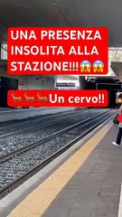 Un cervo scappa dal treno sui binari della stazione di Induno Olona