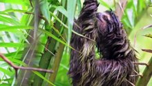 ANIMALS OF AMAZON