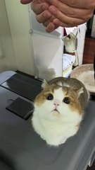 Is this a liquid cat? 🤯🐱 | Non-Newtonian vibes