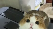 Is this a liquid cat? 🤯🐱 | Non-Newtonian vibes