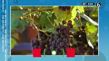 Significado de las 12 uvas de año nuevo