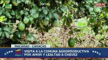 Presidente Nicolás Maduro visita la comuna Agroproductiva por Amor y Lealtad a Chávez en Macarao