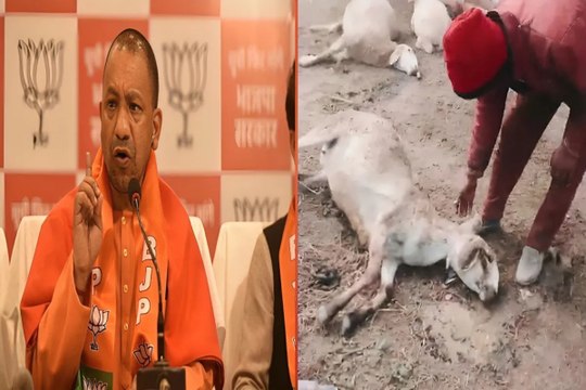 Video: प्रेरणा स्थल में खराब खाना खाने से 71 भेड़ों की मौत, प्रशासन जांच में जुटा, रिपोर्ट का इंतजार