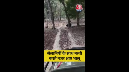 बेतिया के टाइगर रिजर्व में सैलानियों संग मस्ती करते नजर आए भालू, देखें
