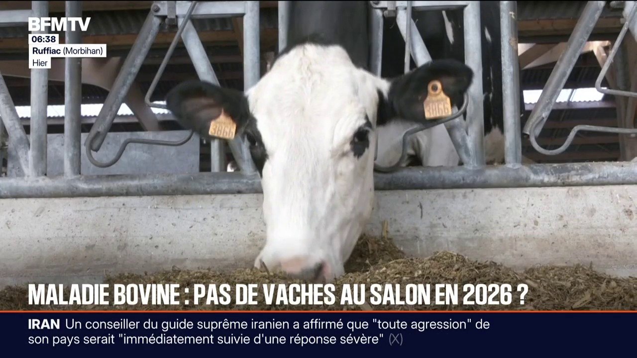 Dermatose nodulaire: alors que les plus belles vaches Prim'Holstein devaient concourir au salon de l'Agriculture, une majorité d'éleveurs ne souhaite pas s'y rendre en raison du virus