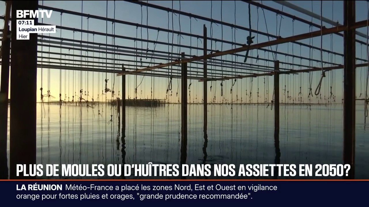 "Les années difficiles se rapprochent": les culture de moules et d'huîtres menacées en raison du réchauffement climatique