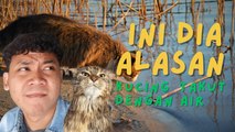 Ini Alasan Kucing Takut Air
