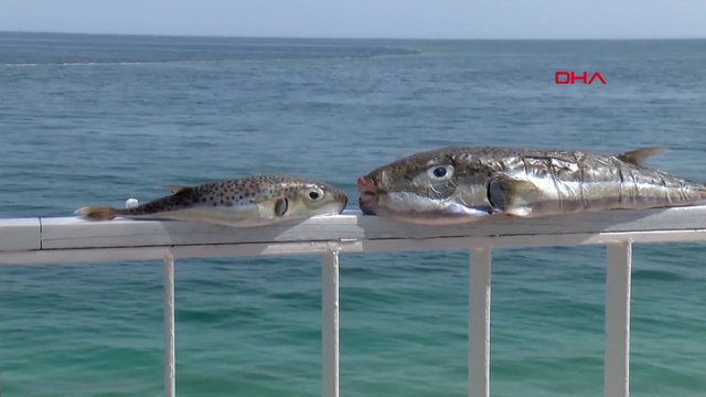 Antalya'da 'balon balığı avcıları', 1 milyon 227 bin 144 lira kazandı