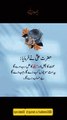 Mehnat ka Phal | Quran.o.Hadees | #islamicvideo #viralreels #viralshorts #fyp #trending