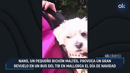 Nano, un pequeño bichón maltés, provoca un gran revuelo en un bus del TIB en Mallorca el día de Navidad