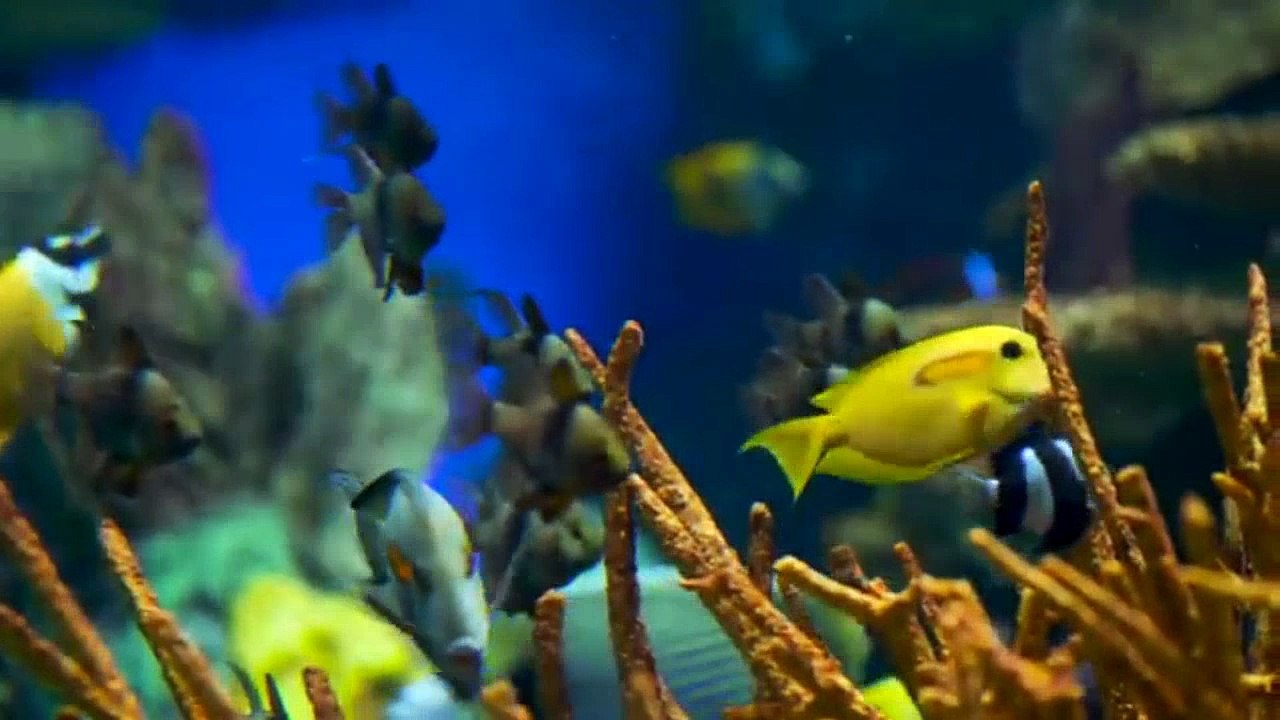 روایتی تازه و نو از سرگذشت موزیکال عمر خیام لذت و ذکاوت از سیاوش اوستا