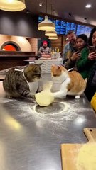 Got Em! 😂 | Funniest Prank & Surprise Reaction Moments