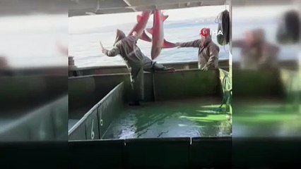 Çanakkale açıklarında balıkçıların ağına 2 canavar takıldı!