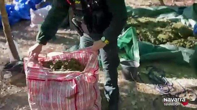 Desmantelada una plantación de marihuana en Sangüesa