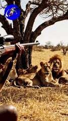 Hunter Attack Lion Family