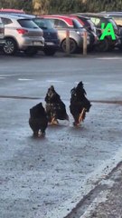 Des poules se baladent en rue à Verviers, près du stade de Bielmont