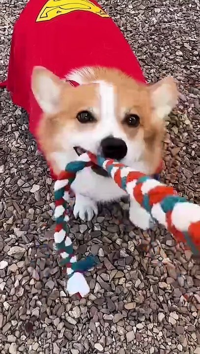 Super Corgi Fails