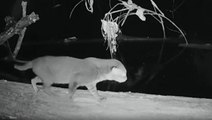 Wild cat feared extinct caught on camera after nearly 30 years in hiding