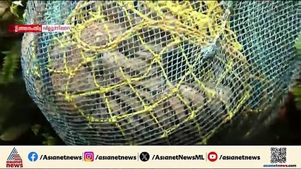 ഒടുവിൽ പുറത്തെത്തിച്ചു; ചിറ്റാറിലെ കിണറ്റിൽ വീണ കടുവയെ പുറത്തെടുത്തു